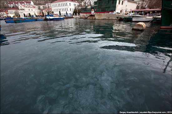 Jellyfish invasion, Balaclava, Sevastopol, Ukraine photo 2