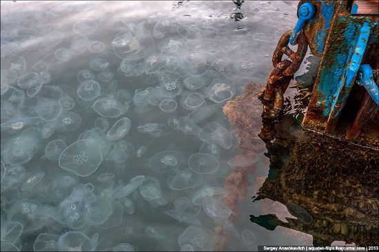 Jellyfish invasion, Balaclava, Sevastopol, Ukraine photo 3