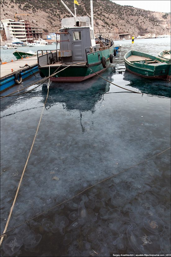 Jellyfish invasion, Balaclava, Sevastopol, Ukraine photo 4