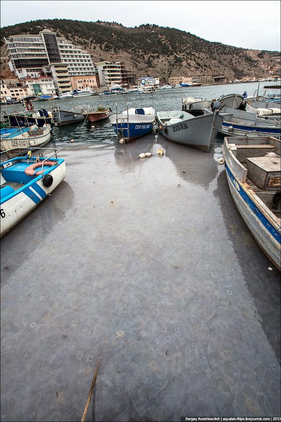 Jellyfish invasion, Balaclava, Sevastopol, Ukraine photo 7