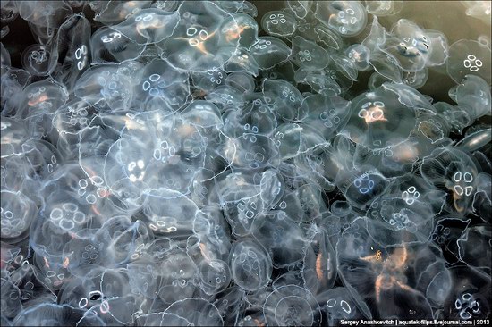 Jellyfish invasion, Balaclava, Sevastopol, Ukraine photo 9