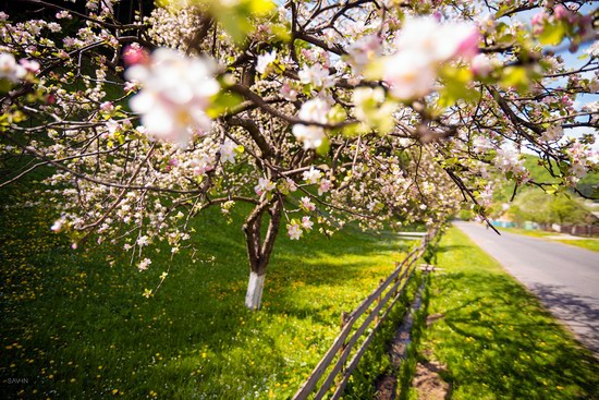 Spring in the Carpathian Mountains, Ukraine photo 5