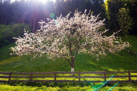 Spring in the Carpathian Mountains, Ukraine photo 6