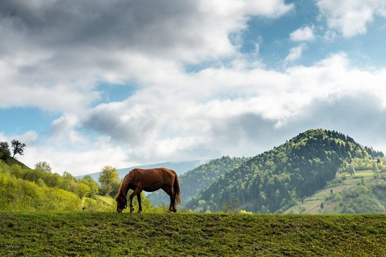 Spring in the Carpathian Mountains, Ukraine photo 7