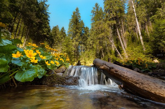 Spring in the Carpathian Mountains, Ukraine photo 8