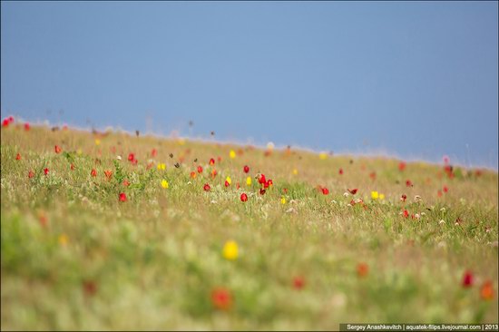 Opuksky Nature Reserve, Crimea, Ukraine photo 9