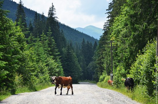 Goverlyansky Reserve - the Carpathian National Park, Ukraine photo 4