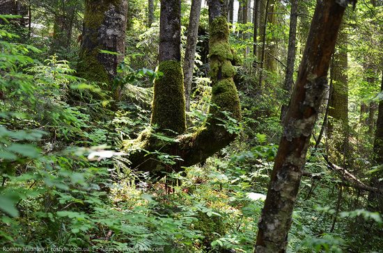 Goverlyansky Reserve - the Carpathian National Park, Ukraine photo 9