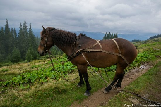 Mystical beauty of the Crpathians, Ukraine photo 18