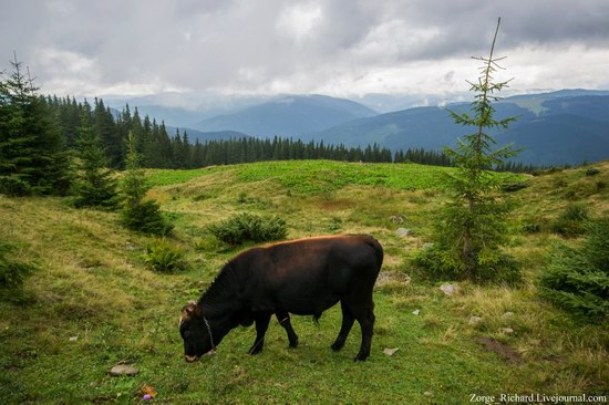 Mystical beauty of the Crpathians, Ukraine photo 19