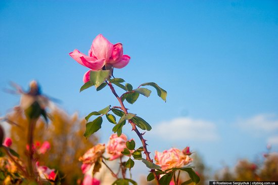 Botanical Garden, Krivoy Rog, Ukraine photo 15