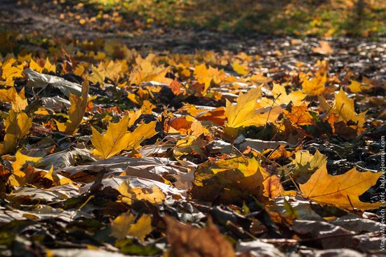 Golden Autumn in Sofiyivka Park, Uman, Ukraine photo 20