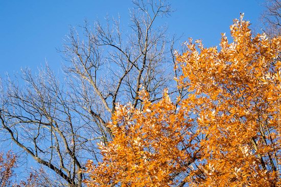 Golden Autumn in Sofiyivka Park, Uman, Ukraine photo 21