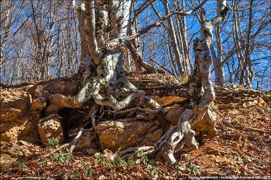 Beautiful fall on Ai-Petri in Crimea, Ukraine, photo 11