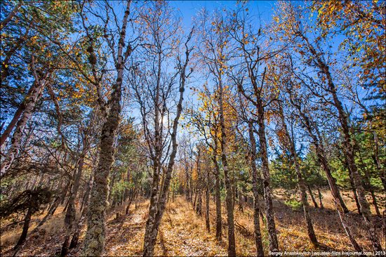 Beautiful fall on Ai-Petri in Crimea, Ukraine, photo 14