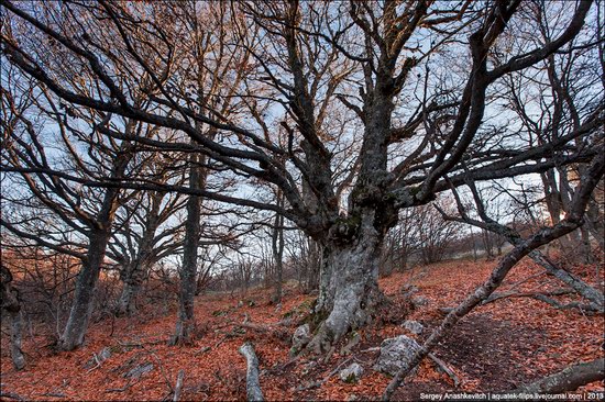 Beautiful fall on Ai-Petri in Crimea, Ukraine, photo 4