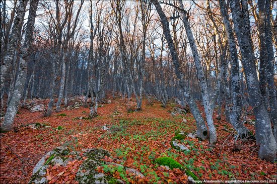 Beautiful fall on Ai-Petri in Crimea, Ukraine, photo 5