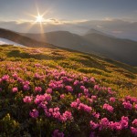 Blooming rhododendron in the Ukrainian Carpathians