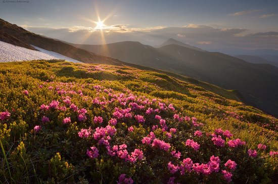 Blooming rhododendron in the Ukrainian Carpathians, photo 1