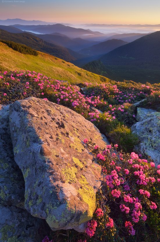 Blooming rhododendron in the Ukrainian Carpathians, photo 11