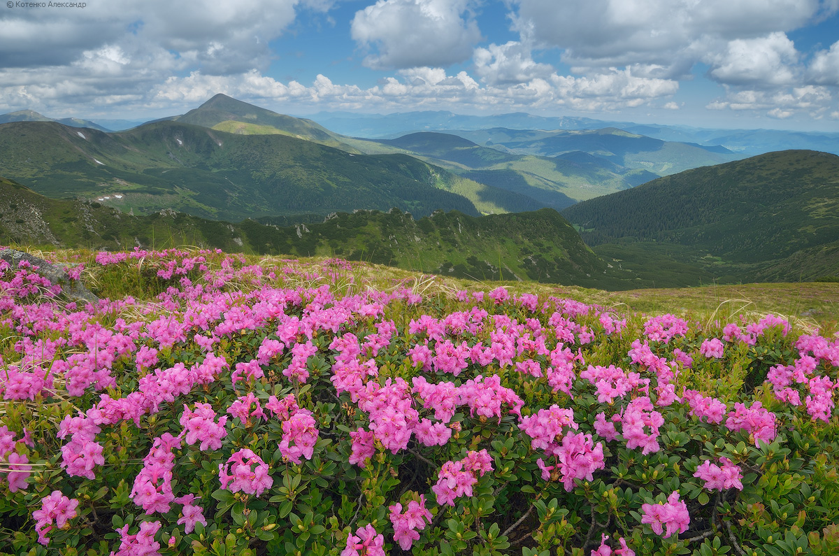 Blooming rhododendron in the Ukrainian Carpathians · Ukraine travel blog