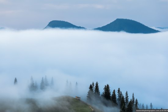 Dzembronya mystical fog, the Ukrainian Carpathians, photo 3