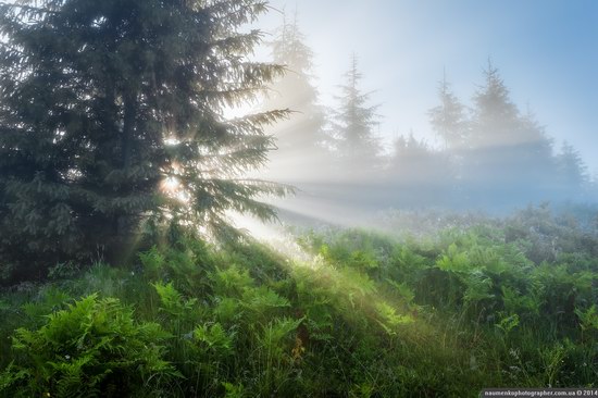 Dzembronya mystical fog, the Ukrainian Carpathians, photo 5