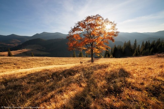 Golden autumn in the Ukrainian Carpathians, photo 4