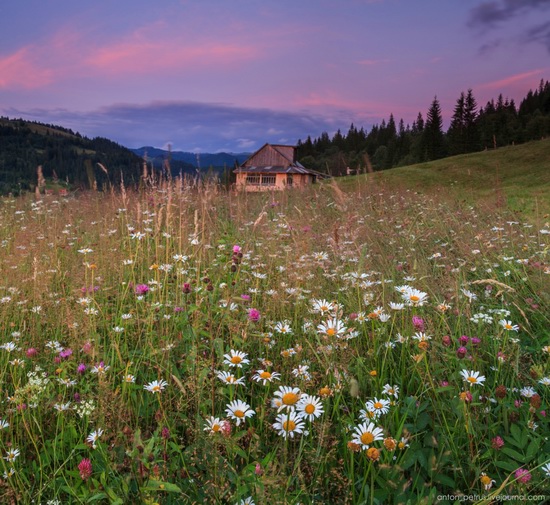 Summer evenings in the Ukrainian Carpathians, photo 7