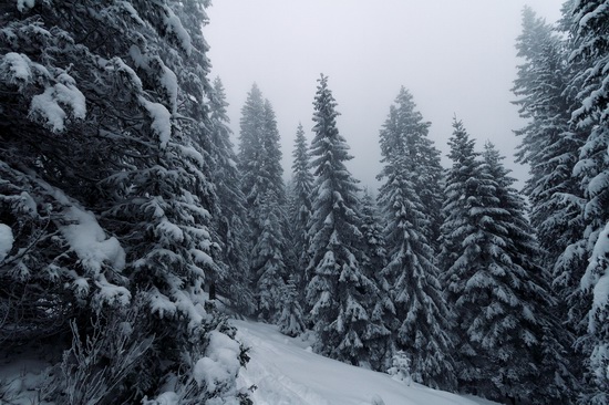 Winter in the Ukrainian Carpathians, photo 2