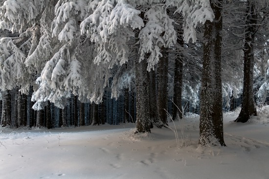 Winter in the Ukrainian Carpathians, photo 3