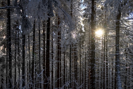 Winter in the Ukrainian Carpathians, photo 5