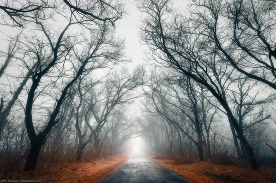 Mysterious foggy forest on the island of Khortytsia, Ukraine, photo 1