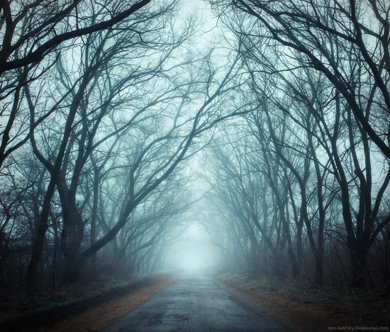 Mysterious foggy forest on the island of Khortytsia, Ukraine, photo 2