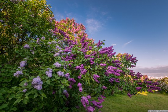 Blooming lilacs in the botanical garden in Kyiv, Ukraine, photo 1