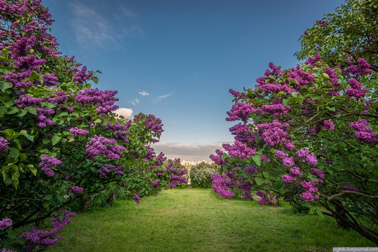 Blooming lilacs in the botanical garden in Kyiv, Ukraine, photo 10