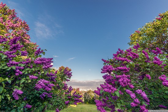 Blooming lilacs in the botanical garden in Kyiv, Ukraine, photo 2