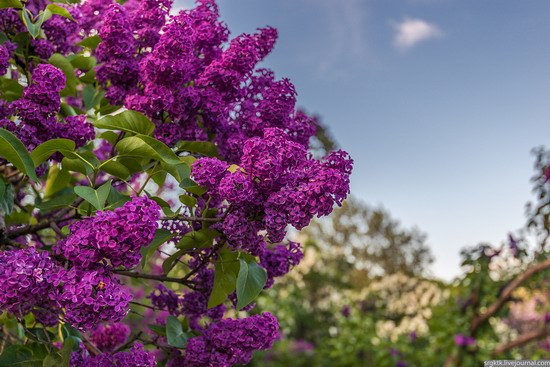 Blooming lilacs in the botanical garden in Kyiv, Ukraine, photo 3