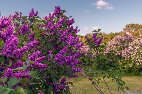 Blooming lilacs in the botanical garden in Kyiv, Ukraine, photo 4