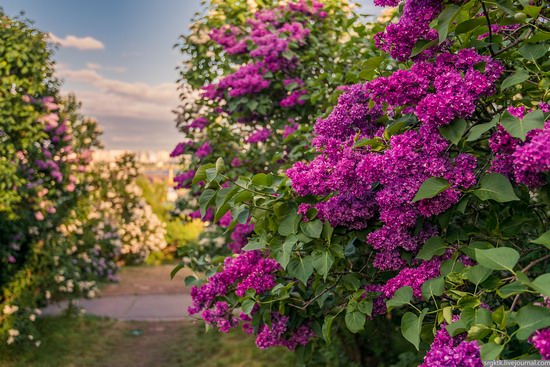 Blooming lilacs in the botanical garden in Kyiv, Ukraine, photo 5