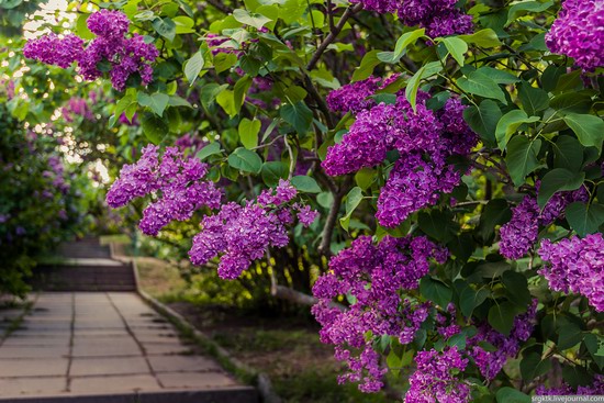 Blooming lilacs in the botanical garden in Kyiv, Ukraine, photo 6