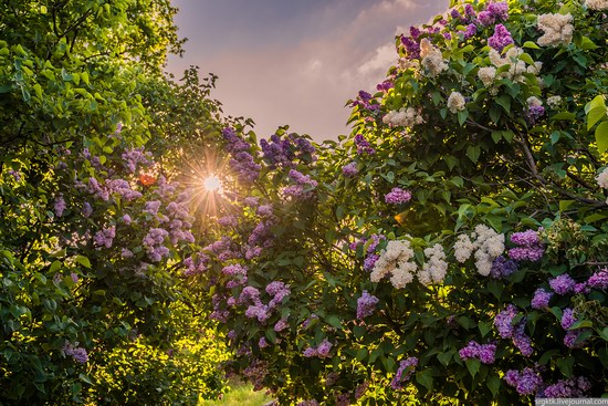 Blooming lilacs in the botanical garden in Kyiv, Ukraine, photo 7