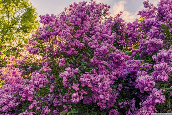 Blooming lilacs in the botanical garden in Kyiv, Ukraine, photo 8