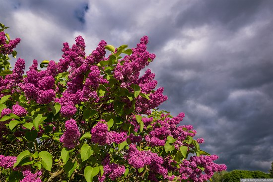 Blooming lilacs in the botanical garden in Kyiv, Ukraine, photo 9