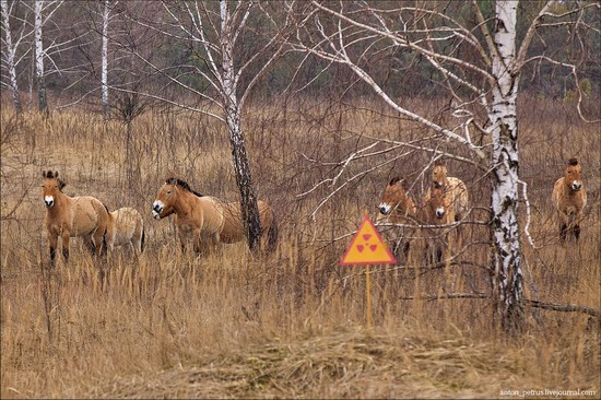 Chernobyl zone 29 years later, Ukraine, photo 11