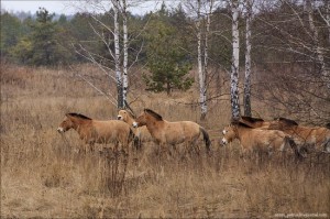 Chernobyl zone 29 years later · Ukraine travel blog