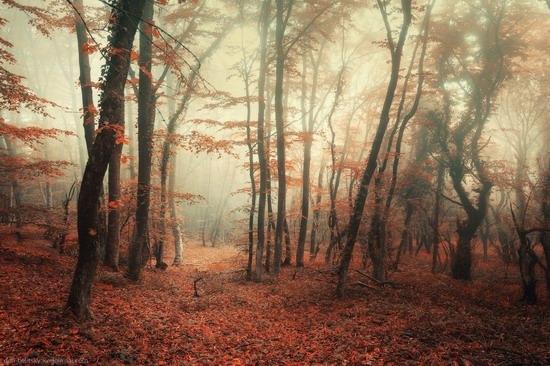 Fairy-tale forest, Baydar Valley, Crimea, photo 1