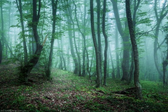 Fairy-tale forest, Baydar Valley, Crimea, photo 10