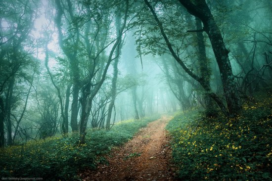 Fairy-tale forest, Baydar Valley, Crimea, photo 11