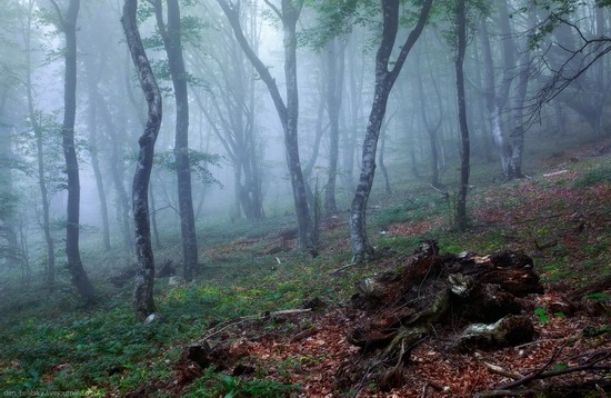 Fairy-tale forest, Baydar Valley, Crimea, photo 13